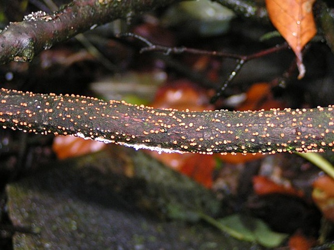 Nectria cinnabarina © 