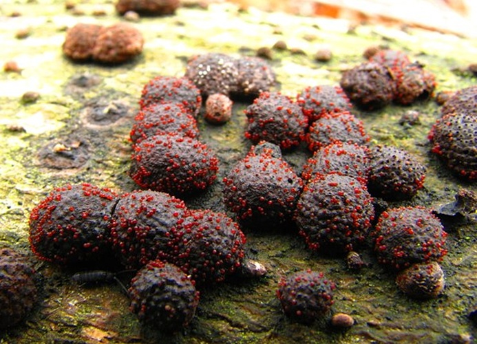 Nectria episphaeria © This image was created by user <a rel="nofollow" class="external text" href="https://mushroomobserver.org/observer/show_user/439">Dan Molter (shroomydan)</a> at <a rel="nofollow" class="external text" href="https://mushroomobserver.org">Mushroom Observer</a>, a source for mycological images.<br>You can contact this user <a rel="nofollow" class="external text" href="https://mushroomobserver.org/observer/ask_user_question/439">here</a>.
