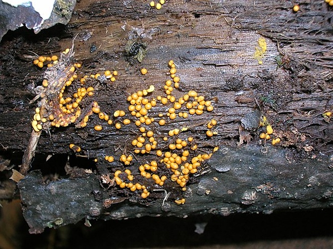 Nectria peziza &copy; <a href="//commons.wikimedia.org/wiki/User:Rosser1954" title="User:Rosser1954">Rosser1954</a> Roger Griffith