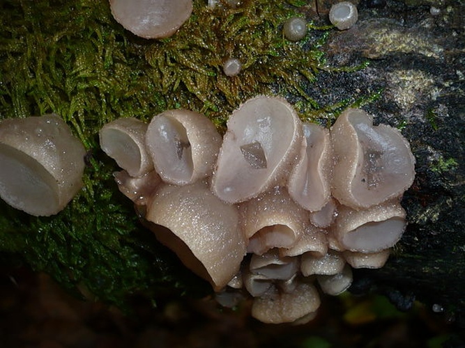 Neobulgaria pura © Gerhard Koller (Gerhard)