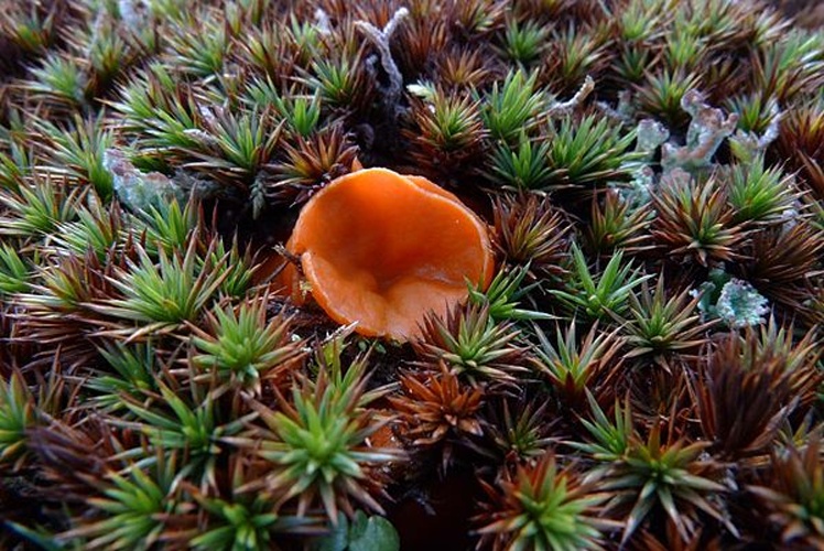 Neottiella rutilans © <a href="//commons.wikimedia.org/wiki/User:Jymm" title="User:Jymm">Jymm</a>