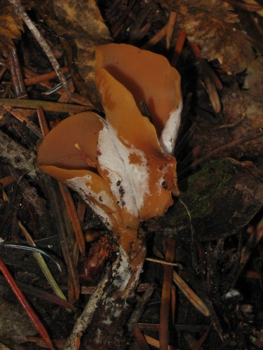 Otidea leporina © Wendy Boes, US Forest Service 2011-2013 Southern Cascades Fungi Survey