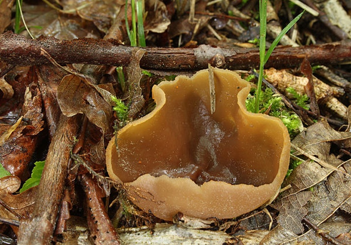 Peziza arvernensis © <a href="//commons.wikimedia.org/wiki/User:Holleday" title="User:Holleday">H. Krisp</a>