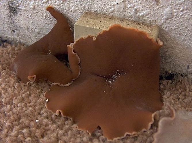 Peziza domiciliana © Britney (Riverdweller)