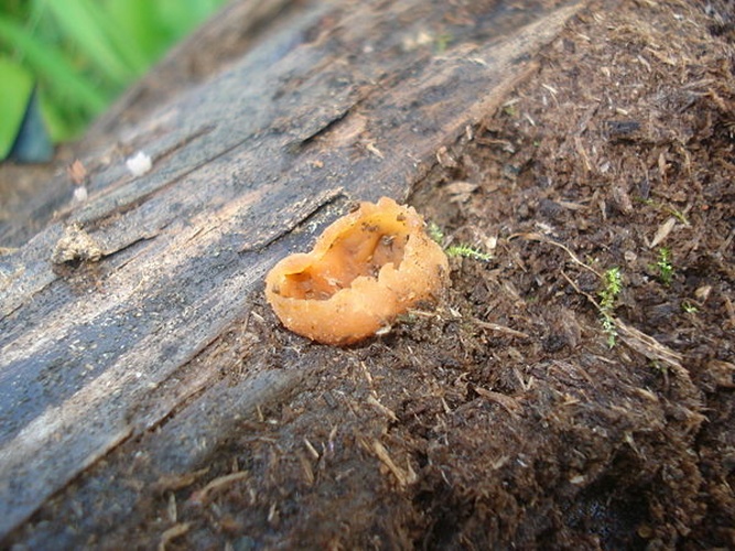 Peziza micropus © <a href="//commons.wikimedia.org/wiki/User:Sanja565658" title="User:Sanja565658">Sanja565658</a>