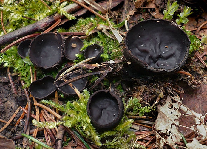 Pseudoplectania nigrella &copy; This image was created by user <a rel="nofollow" class="external text" href="https://mushroomobserver.org/observer/show_user/1093">Gerhard Koller (Gerhard)</a> at <a rel="nofollow" class="external text" href="https://mushroomobserver.org">Mushroom Observer</a>, a source for mycological images.<br>You can contact this user <a rel="nofollow" class="external text" href="https://mushroomobserver.org/observer/ask_user_question/1093">here</a>.