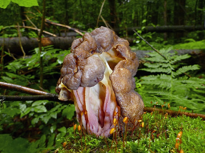 Pseudorhizina sphaerospora © This image was created by user <a rel="nofollow" class="external text" href="https://mushroomobserver.org/observer/show_user/1411">Jonathan M</a> at <a rel="nofollow" class="external text" href="https://mushroomobserver.org">Mushroom Observer</a>, a source for mycological images.<br>You can contact this user <a rel="nofollow" class="external text" href="https://mushroomobserver.org/observer/ask_user_question/1411">here</a>.