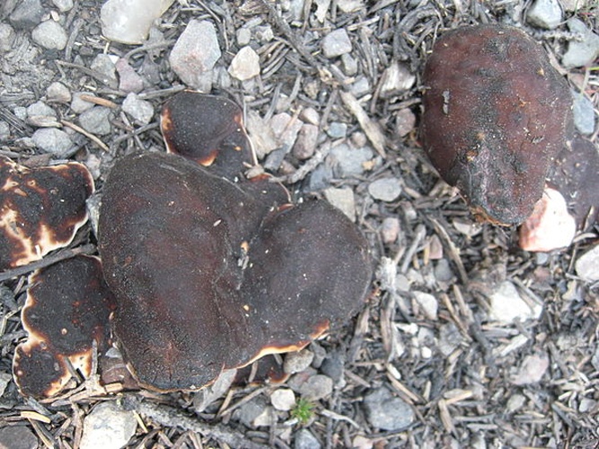 Rhizina undulata &copy; <a href="//commons.wikimedia.org/w/index.php?title=User:Sasata&amp;action=edit&amp;redlink=1" class="new" title="User:Sasata (page does not exist)">Sasata</a>