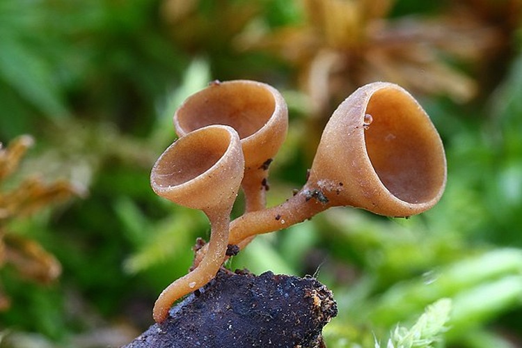 Rutstroemia bolaris &copy; This image was created by user <a rel="nofollow" class="external text" href="https://mushroomobserver.org/observer/show_user/16174">Robert Kozak</a> at <a rel="nofollow" class="external text" href="https://mushroomobserver.org">Mushroom Observer</a>, a source for mycological images.<br>You can contact this user <a rel="nofollow" class="external text" href="https://mushroomobserver.org/observer/ask_user_question/16174">here</a>.