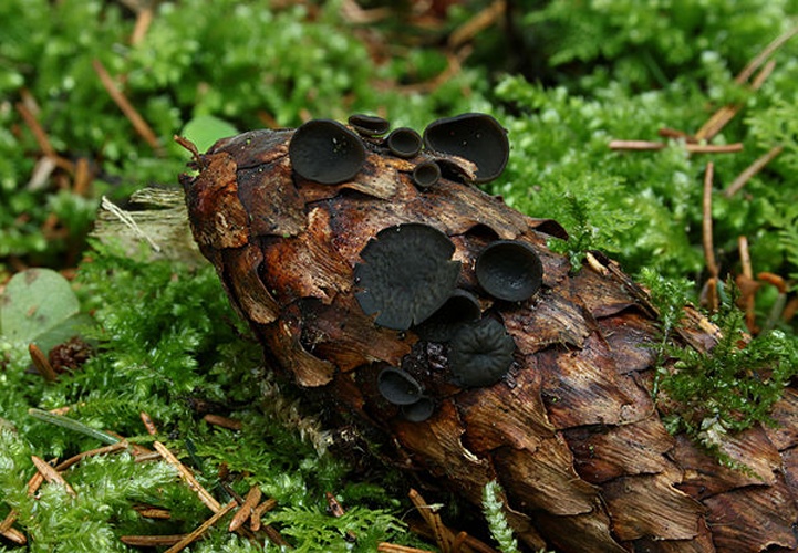 Rutstroemia bulgarioides © <a href="//commons.wikimedia.org/wiki/User:Holleday" title="User:Holleday">H. Krisp</a>