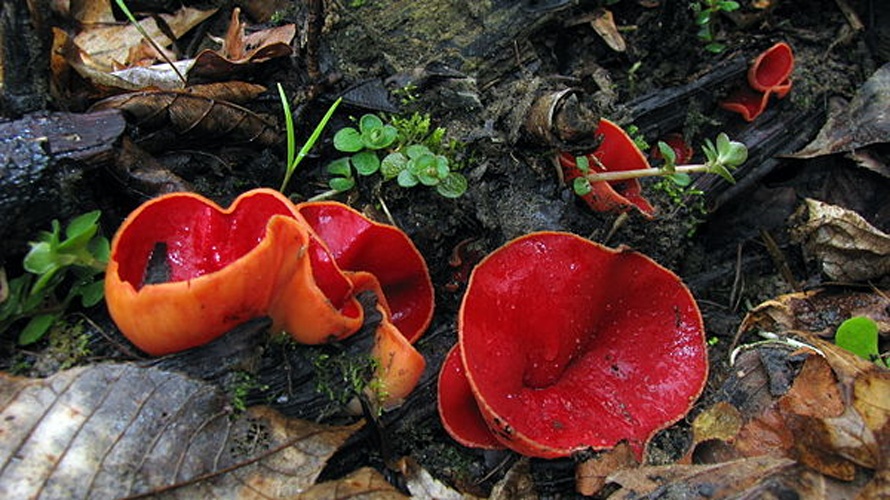 Sarcoscypha austriaca © This image was created by user <a rel="nofollow" class="external text" href="https://mushroomobserver.org/observer/show_user/439">Dan Molter (shroomydan)</a> at <a rel="nofollow" class="external text" href="https://mushroomobserver.org">Mushroom Observer</a>, a source for mycological images.<br>You can contact this user <a rel="nofollow" class="external text" href="https://mushroomobserver.org/observer/ask_user_question/439">here</a>.