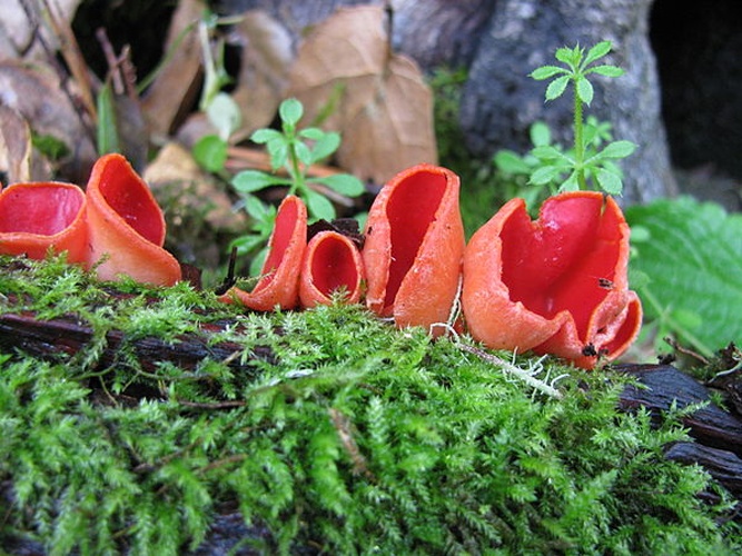 Sarcoscypha coccinea © This image was created by user <a rel="nofollow" class="external text" href="https://mushroomobserver.org/observer/show_user/746">Ryane Snow (snowman)</a> at <a rel="nofollow" class="external text" href="https://mushroomobserver.org">Mushroom Observer</a>, a source for mycological images.<br>You can contact this user <a rel="nofollow" class="external text" href="https://mushroomobserver.org/observer/ask_user_question/746">here</a>.