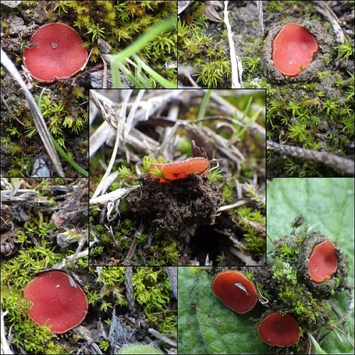 Scutellinia barlae © This image was created by user <a rel="nofollow" class="external text" href="https://mushroomobserver.org/observer/show_user/2250">zaca</a> at <a rel="nofollow" class="external text" href="https://mushroomobserver.org">Mushroom Observer</a>, a source for mycological images.<br>You can contact this user <a rel="nofollow" class="external text" href="https://mushroomobserver.org/observer/ask_user_question/2250">here</a>.