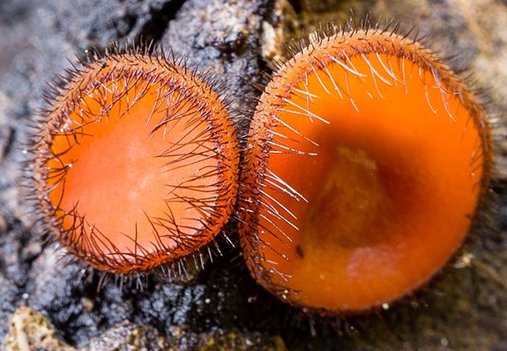 Scutellinia crinita © This image was created by user <a rel="nofollow" class="external text" href="https://mushroomobserver.org/observer/show_user/2268">Sava Krstic (sava)</a> at <a rel="nofollow" class="external text" href="https://mushroomobserver.org">Mushroom Observer</a>, a source for mycological images.<br>You can contact this user <a rel="nofollow" class="external text" href="https://mushroomobserver.org/observer/ask_user_question/2268">here</a>.