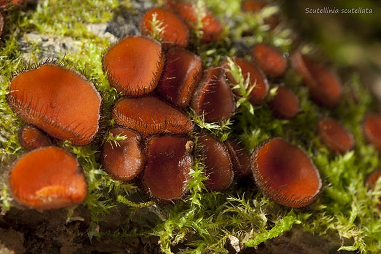 Scutellinia scutellata © <a href="//commons.wikimedia.org/wiki/User:Polpixphoto" title="User:Polpixphoto">Rick Watts</a>