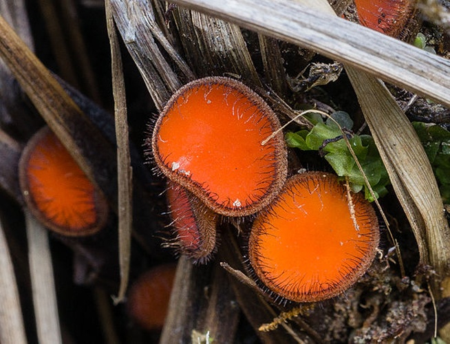 Scutellinia umbrorum © Sava Krstic (sava)