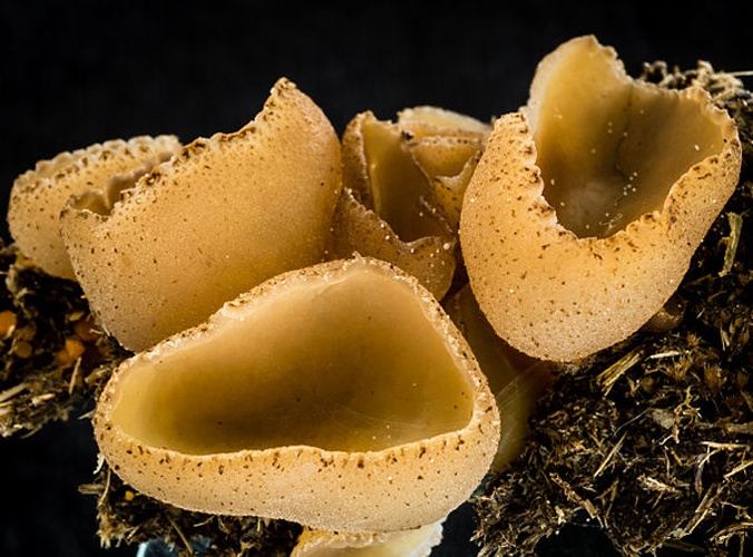 Peziza fimeti © Sava Krstic (sava)