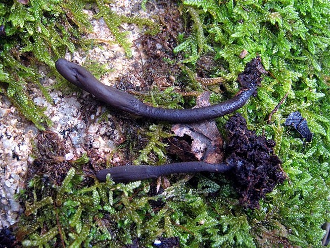 Geoglossum atropurpureum &copy; zaca