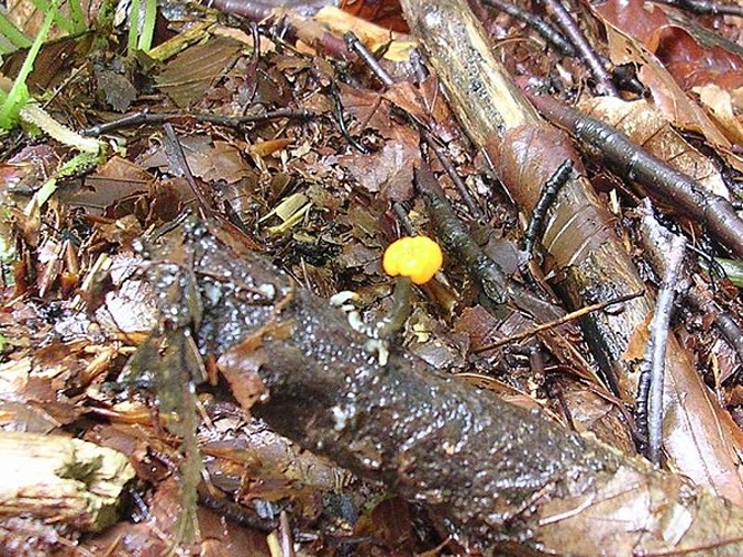 Vibrissea truncorum &copy; <a href="//commons.wikimedia.org/wiki/User:Dragon%C3%B2t" title="User:Dragonòt">Dragonòt</a>