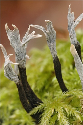 Xylaria hypoxylon © <a rel="nofollow" class="external text" href="https://mushroomobserver.org/observer/show_user/931">Amadej Trnkoczy</a>