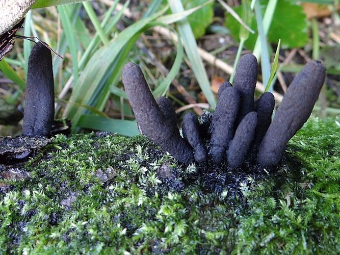 Xylaria longipes © <a href="//commons.wikimedia.org/wiki/User:Selso" title="User:Selso">Jerzy Opioła</a>