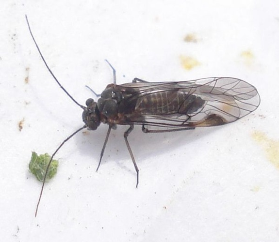 Amphigerontia contaminata © <a rel="nofollow" class="external text" href="https://www.flickr.com/photos/25258702@N04">Mick Talbot</a> from Lincoln (U.K.), U.K.