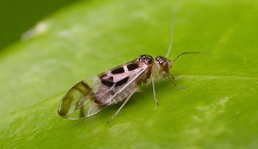 Graphopsocus cruciatus © 