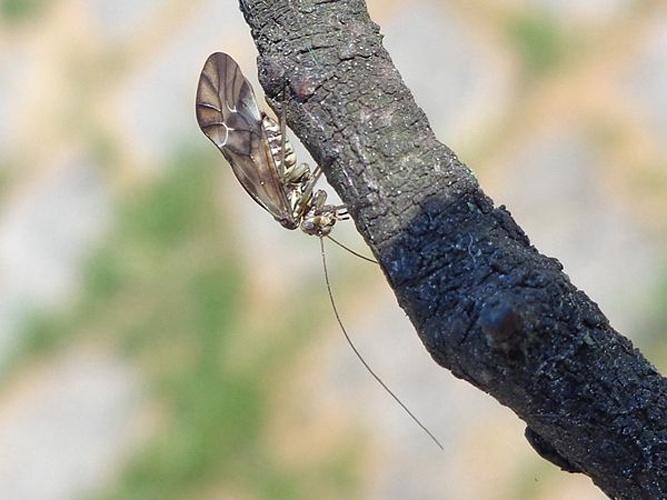 Metylophorus nebulosus © <a href="//commons.wikimedia.org/wiki/User:AfroBrazilian" title="User:AfroBrazilian">AfroBrazilian</a>