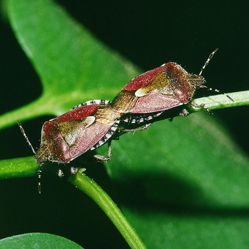 Dolycoris baccarum © <a href="//commons.wikimedia.org/wiki/User:Olei" title="User:Olei">Olei</a>