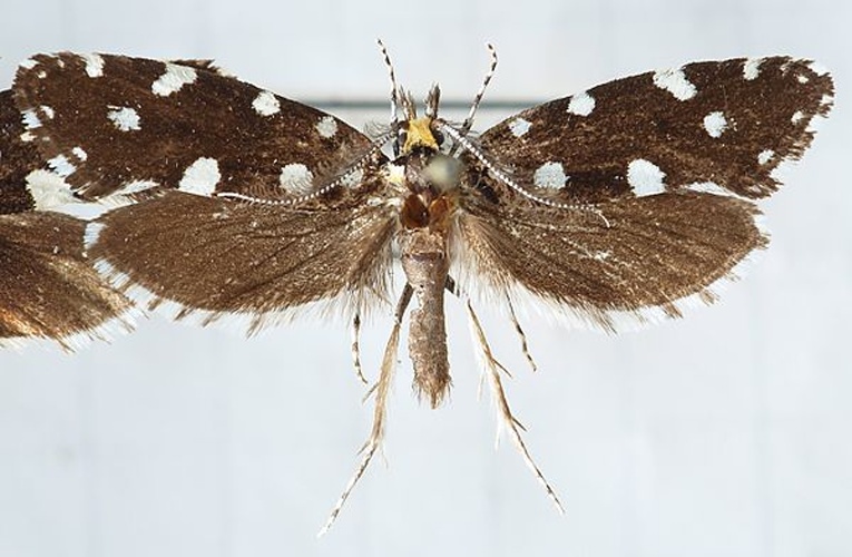 Euplocamus anthracinalis &copy; <a href="//commons.wikimedia.org/wiki/User:Sarefo" title="User:Sarefo">Sarefo</a>