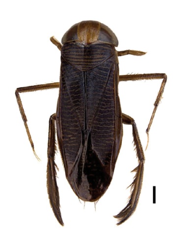 Hesperocorixa sahlbergi © Michael J. Raupach, Lars Hendrich,  Stefan M. Küchler, Fabian Deister, Jérome Morinière, Martin M. Gossner