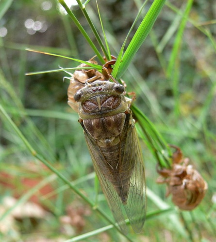 Lyristes plebejus © Jodelet / Lépinay