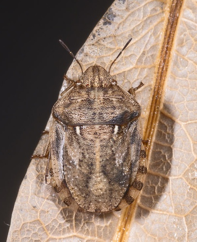 Eurygaster maura © <div class="fn value">
<a href="//commons.wikimedia.org/wiki/User:Archaeodontosaurus" title="User:Archaeodontosaurus">Didier Descouens</a>
</div>