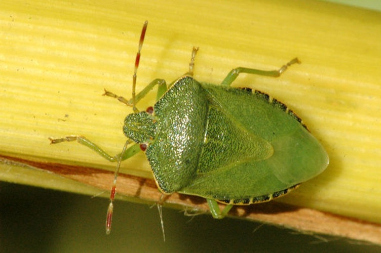 green shield bug © James K. Lindsey