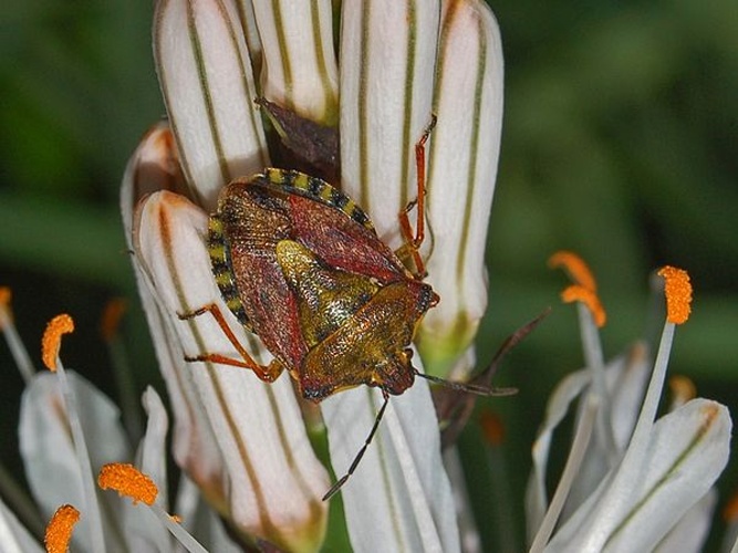 Carpocoris purpureipennis © <a href="//commons.wikimedia.org/wiki/User:Hectonichus" title="User:Hectonichus">Hectonichus</a>