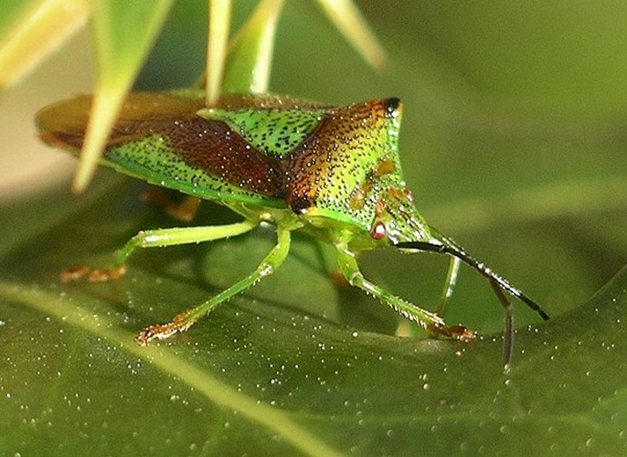 Hawthorn shield bug © Velela