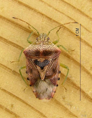 Parent bug © <a href="https://en.wikipedia.org/wiki/nl:User:Evanherk" class="extiw" title="w:nl:User:Evanherk">Evanherk</a> at <a href="https://en.wikipedia.org/wiki/nl:" class="extiw" title="w:nl:">Dutch Wikipedia</a>