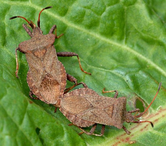 Coreus marginatus &copy; <a href="//commons.wikimedia.org/wiki/User:Ghouston" title="User:Ghouston">Gary Houston</a>