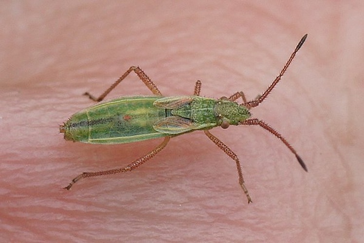 Myrmus miriformis &copy; <a href="//commons.wikimedia.org/wiki/User:Thijsdegraaf" title="User:Thijsdegraaf">Thijsdegraaf</a>