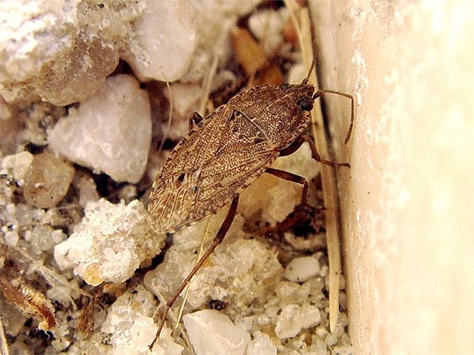 Emblethis verbasci © <a rel="nofollow" class="external text" href="https://www.flickr.com/photos/joaocoelho/">JCoelho</a>