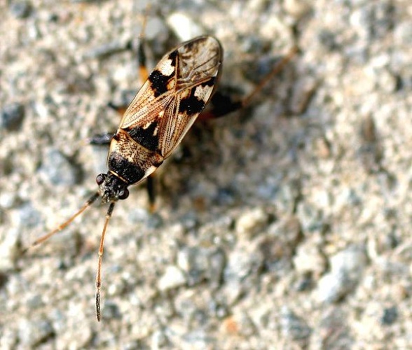 Beosus maritimus &copy; 