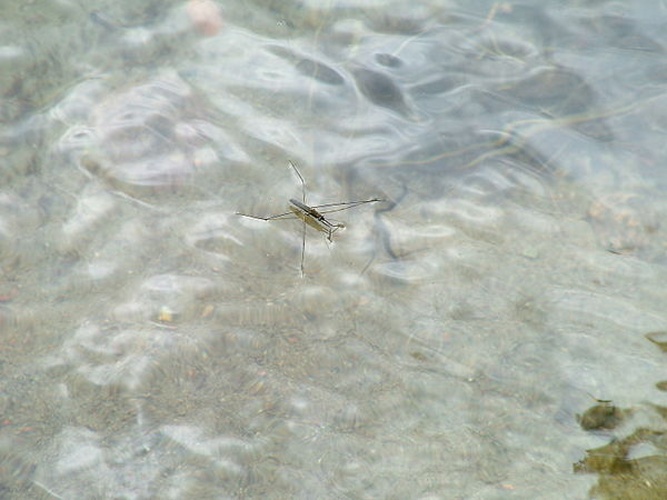 Gerris lacustris &copy; <a href="https://pl.wikipedia.org/wiki/User:Stako" class="extiw" title="pl:User:Stako">Stanislaw Kosiedowski</a> at <a class="external text" href="http://pl.wikipedia.org">pl.wikipedia</a>