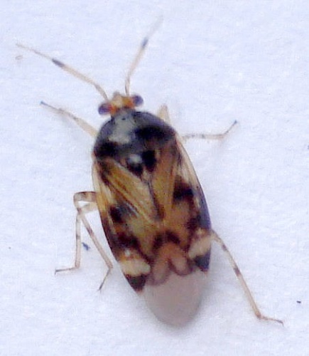 Deraeocoris lutescens &copy; <a rel="nofollow" class="external text" href="https://www.flickr.com/people/25258702@N04">Mick Talbot</a> from Lincoln (U.K.), England