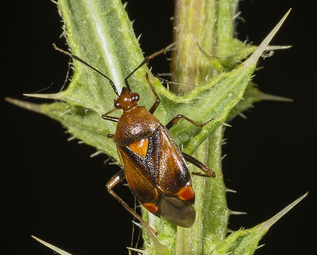Deraeocoris ruber © <div class="fn value">
<a href="//commons.wikimedia.org/wiki/User:Archaeodontosaurus" title="User:Archaeodontosaurus">Didier Descouens</a>
</div>