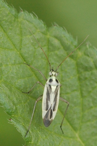 Stenotus binotatus © James K. Lindsey