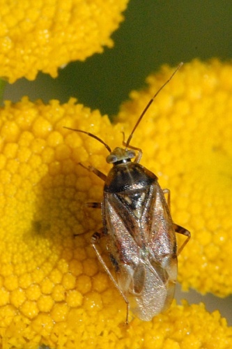 Adelphocoris seticornis © James K. Lindsey