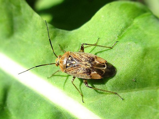 Lygus rugulipennis © <a href="//commons.wikimedia.org/wiki/User:Bj.schoenmakers" title="User:Bj.schoenmakers">Bj.schoenmakers</a>