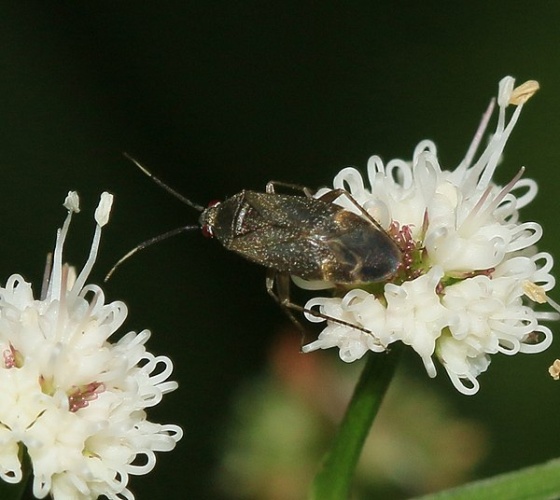 Atractotomus magnicornis &copy; <a rel="nofollow" class="external text" href="https://www.flickr.com/people/35142635@N05">S. Rae</a> from Scotland, UK