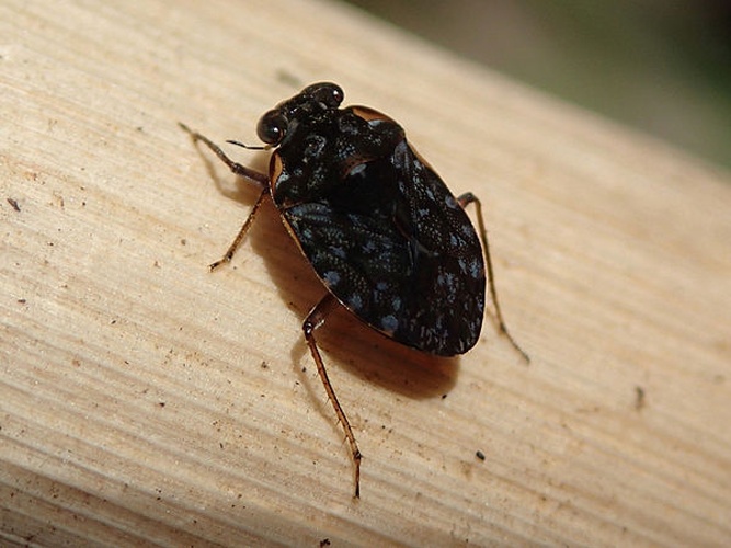 Ochterus marginatus &copy; PD files