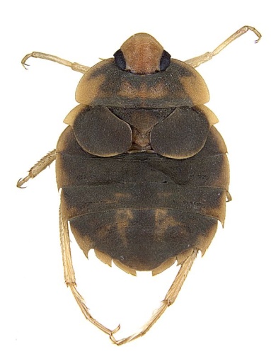 Aphelocheirus aestivalis © Michael Raupac, Lars Hendrich, Stefan M. Küchler, Fabian Deister, Jerome Moriniere, Martin M. Gossner